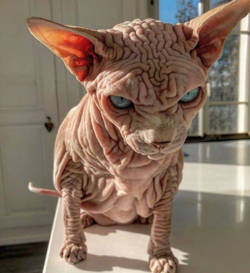 awesome-picz:    This Extra-Wrinkly Evil-Looking Cat Is Actually Very Lovely.