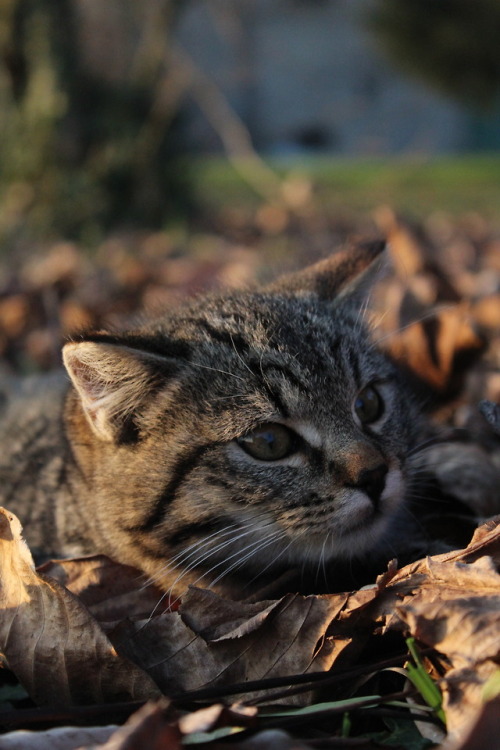 hergracesathenaeum: my photography// Gatti FerraresiWhat a cutie pie