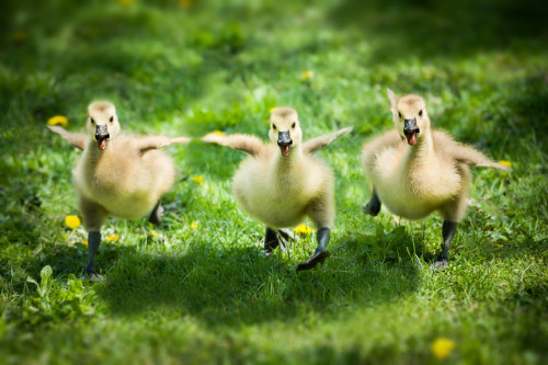 vurtual:  We’re Going On An Adventure (by Justin Lo) 