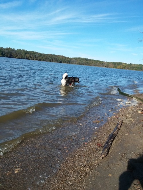 Any time Harvey can get into the water he will, and he has so much fun I let him.