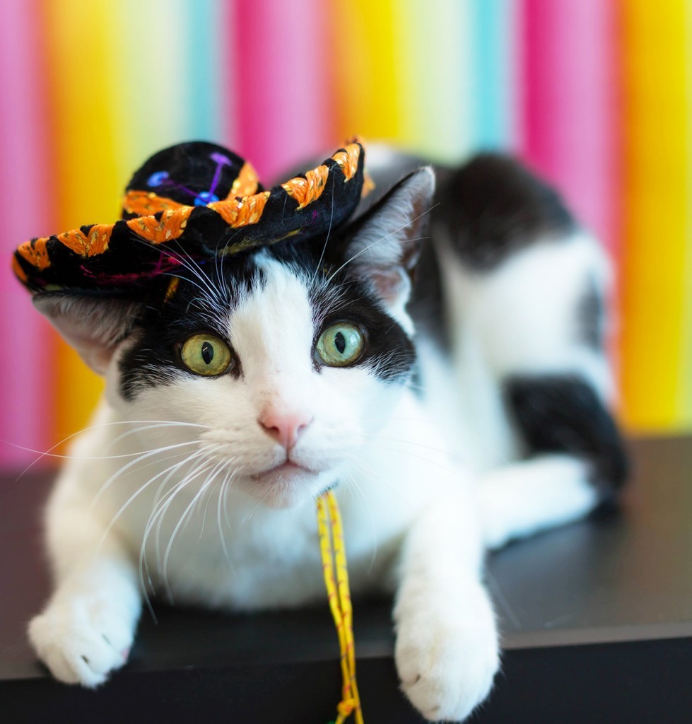 catsbeaversandducks:  Harley is ready to celebrate Cinco De Meow.Photos by ©Abby