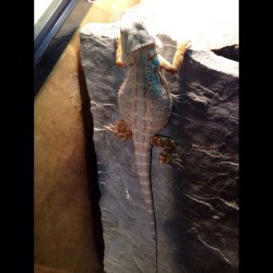 Noble B. Ali is about to shed. #beardeddragon