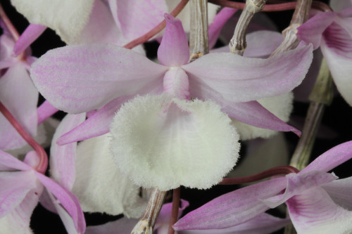 orquidofilia:Dendrobium aphyllum.Orchidaceae: Dendrobiinae.BySteve Beckendorf. [1] [2]