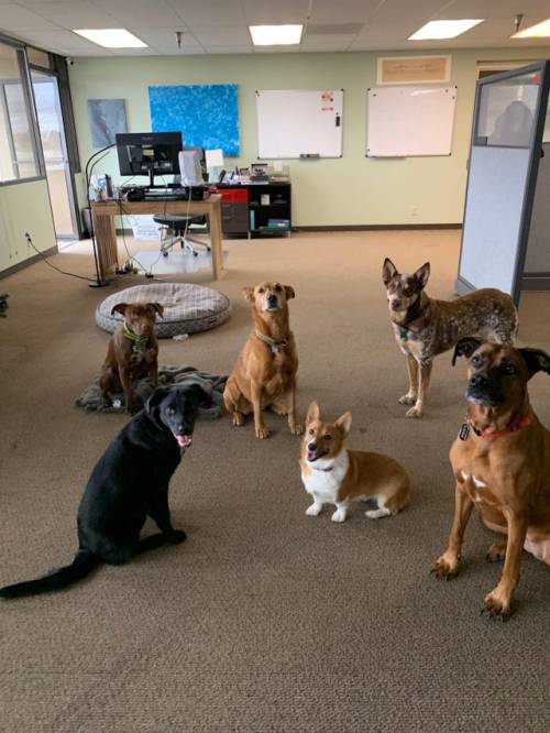 Everythingfox:  “When You Walk Into The Wrong Office At Work And Interrupt A Private