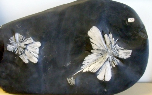 Chrysanthemum stoneThese delightful flowery specimens are sedimentary rocks found in a specific loca