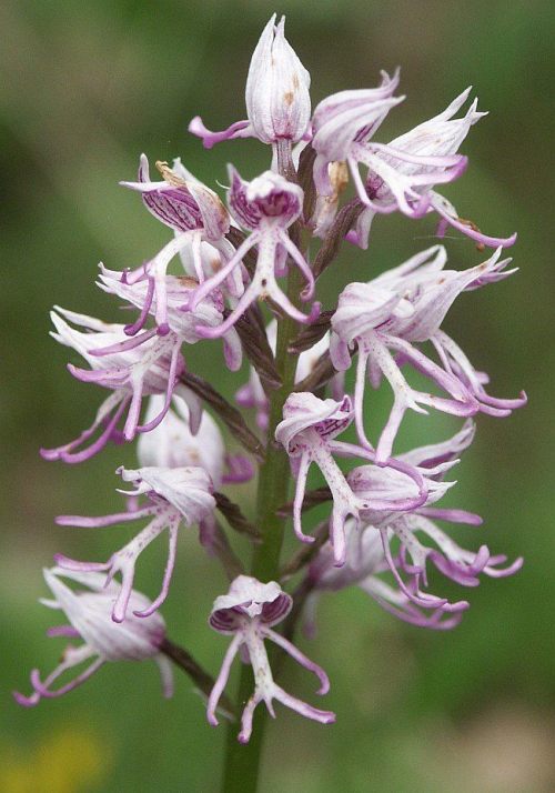 Of naked men and monkeysThese flowers are orchids, the first native to southern Europe around the Me
