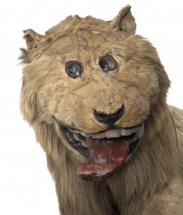 villiljos:  tofslan:  taxidermyextaordinaire:  In 1731, King Frederick I of Sweden