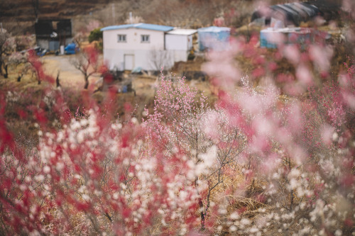 2021-03-02Plum BlossomsCanon EOS R6 + RF85mm f1.2LInstagram  |  hwantastic79vivid