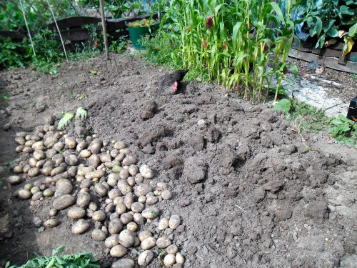 Fair bit of digging, but all the potatoes are up :)