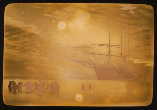 In the days before Instagram effects. Golden penguins and a ship that bears an appropriate name - Au