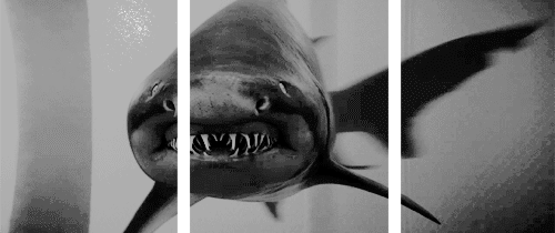 justbeingnamaste:   “Sharks have everything a scientist dreams of. They’re beautiful―God,