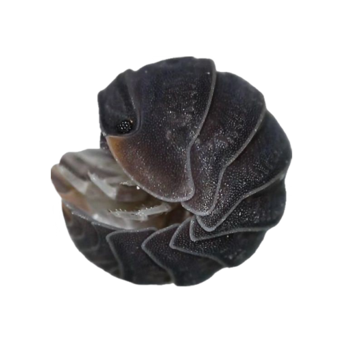 Roly Poly, Pill Bug, Isopod Collection For My Boyfriend Since They Are His Fav Kind Of Tiny Creatures