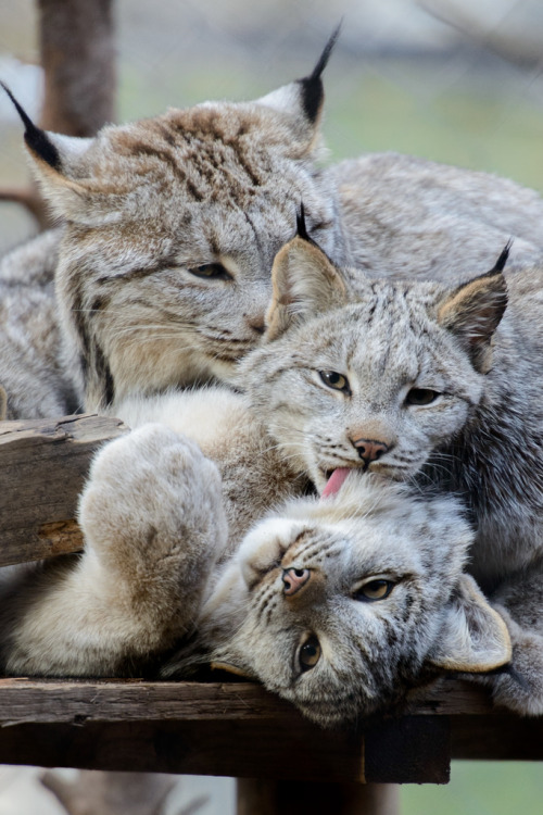 funkysafari: Canadian lynx cleaning time by Eric KilbyD’aww.