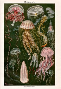 belaquadros:  Jellyfish Print - 1889 