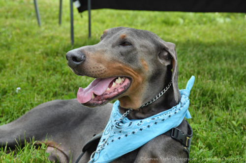 More rescue ambassadors! :) A couple of beautiful Dobermans. How could anyone resist those beautiful