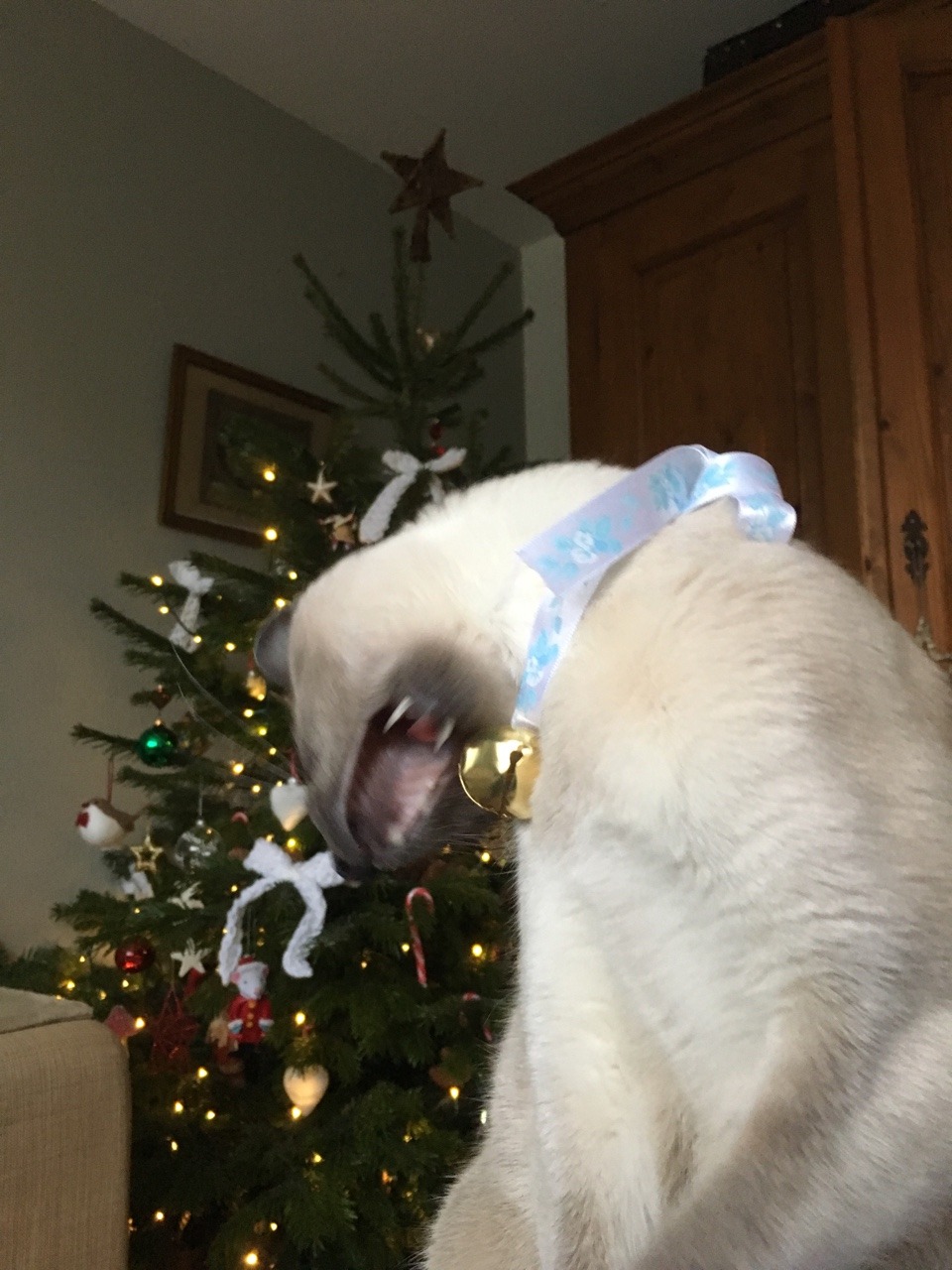 unflatteringcatselfies:  She screm