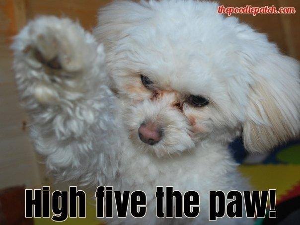 The Poodle Patch — HIGH FIVE THE PAW!!!