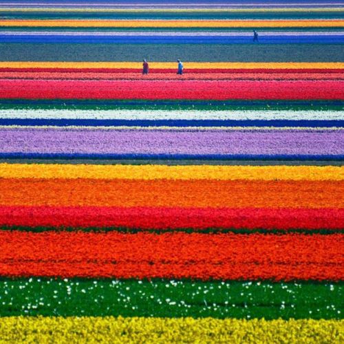 This is a photo of Tulip field in Northern Holland. Tulips come in a variety of shapes and sizes as