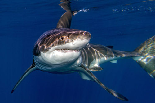 Great white sharks are ovoviviparous, which means that they produce eggs which develop and hatch wit