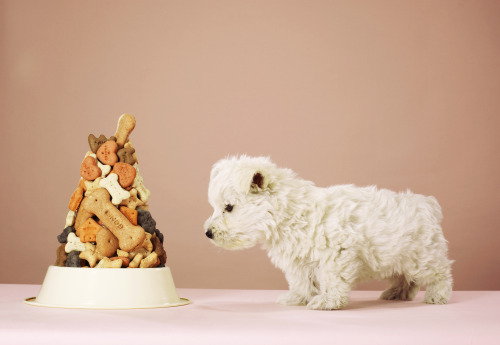 Spoil your pup with flavorful (and nutritious) treats! Explore flavor selections and discounts from 