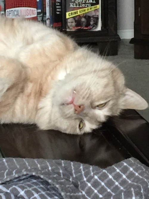 The faces a tuckered and sleeping kitty makes.(submitted by @gebbeson1024)