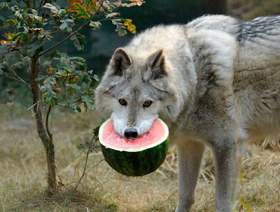 theexuberanceofexistence:  gamzeemakara: an exciting trilogy of wolves eating watermelon 