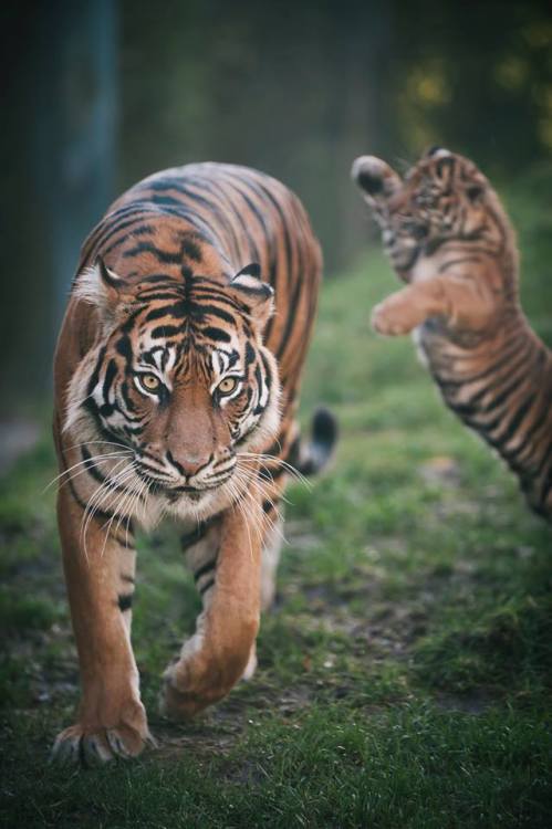 corgisandboobs: awwww-cute: Sumatran Tiger &ldquo;FLYING BUTT ATTACK!&rdquo; [website]