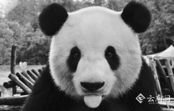 the-daddy-dom:  Because pandas are just so