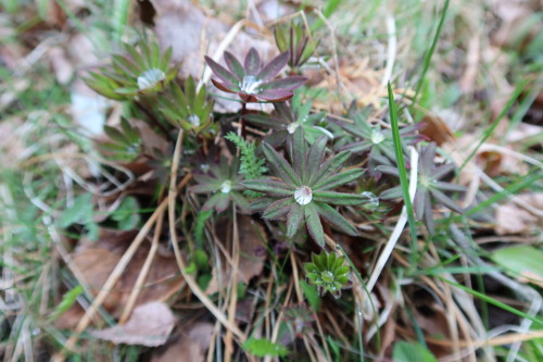 Lupinus polyphyllus — garden lupin