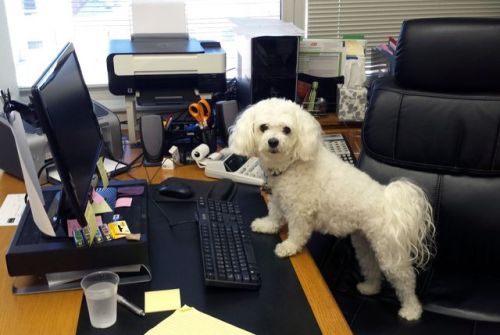 Work is going to the dogs today.It’s “Take Your Dog To Work Day.”(Photos: @yourtake)