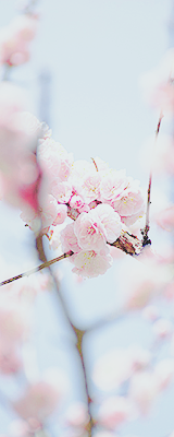 yuffii:  枝の間から (by fineplop) 