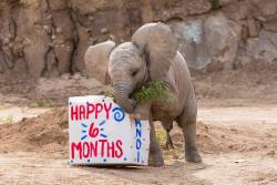 brujablog:OHH my goodness look at these pics of the baby elephant at the zoo in tucson she got a box of hay for her 6 month birthday and she was so happy she fell over