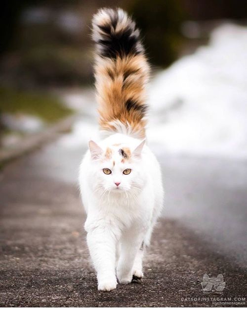 catsofinstagram:From @mausi.meow: “Be honest, you are jealous about my fluffy tail! ” #catsofinstagr