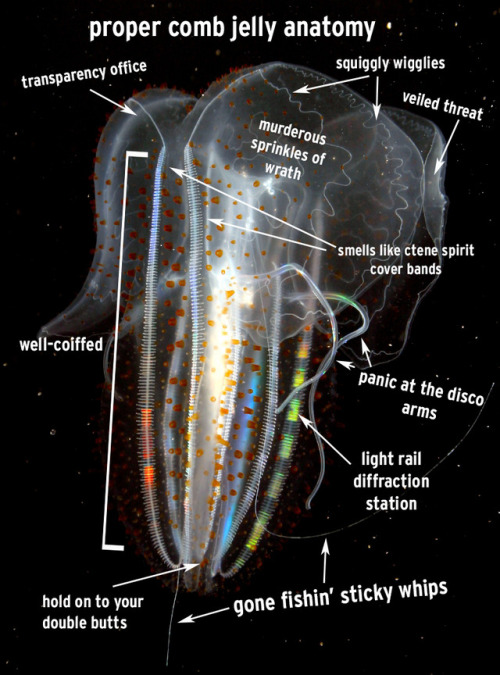 montereybayaquarium:#UnscienceAnAnimal was a thing on Twitter, so we unscienced some animals