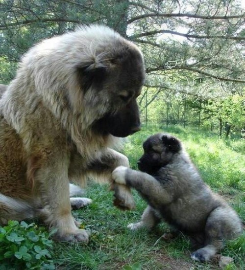 femmecunt:  ms-macky:  Caucasian Ovcharka aka Caucasian Mountain Shepherds aka Mini Russian Bears 200 pounds of Bear hunting cuteness  Ohh my goodness !! 