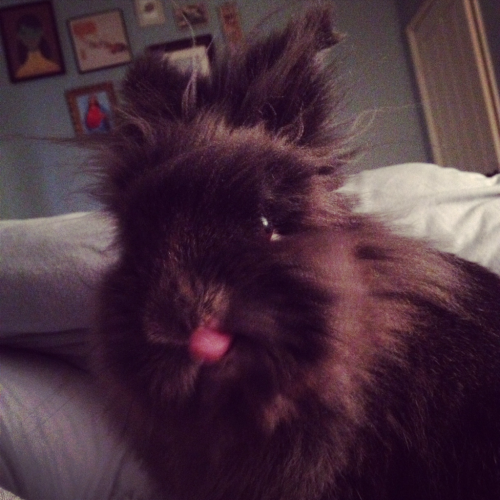 daily-rabbits: The elusive bunny tongue