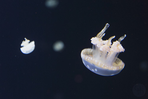 lensblr-network:  Jellies© 2016 Glass Half Delicious (glasshalfdelicious.tumblr.com) Find me on: Fac