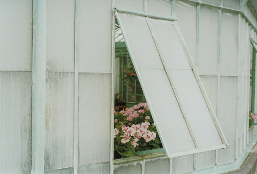 floralls:Royal Greenhouses in Laeken.Brussels /Belgium.by P.S. Mildred