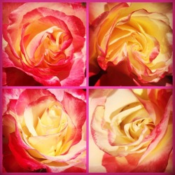 #Roses #Rosas  (At Hacienda Pèrez-Garcia)