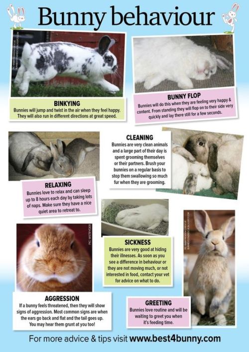 Bunny Behavior!