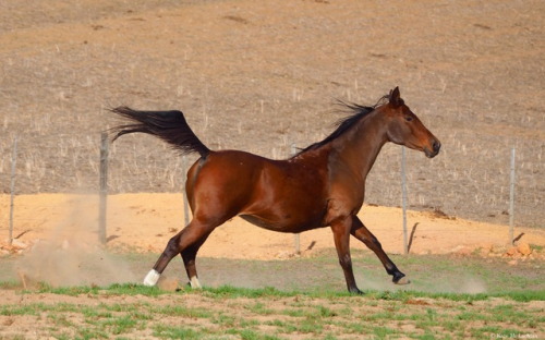 the-golden-paw: mylittlehony: All her flags flying. I see your small Arabian and give you: My small…