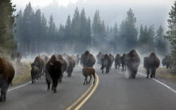 stunningpicture:  Morning rush hour traffic in Yellowstone National Park 