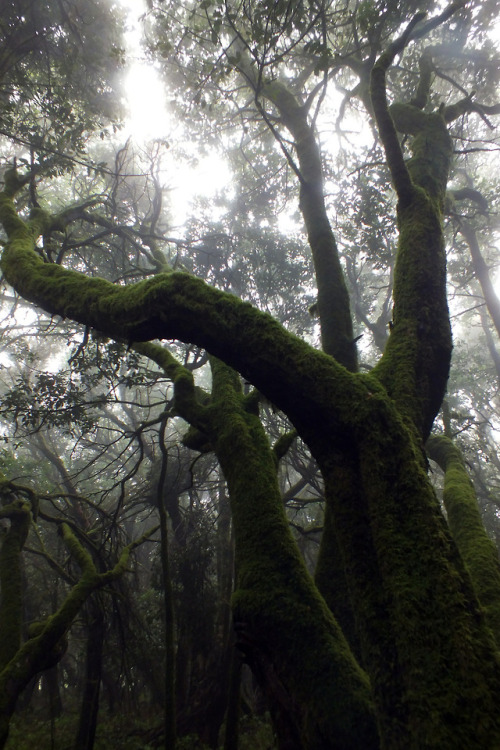 Parque nacional de Garajonay, La Gomera by Jorge