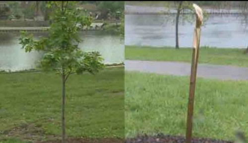 unite4humanity:    Memorial Tree Planted In Michael Brown’s Name Is Cut Down In Ferguson; it’s memorial stone is also missing  - On Saturday morning the living tree memorial was planted in Michael Brown Jr.’s name at the January Wabash Memorial