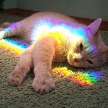 kittens-jpg:  rainbow cats moodboard🌈