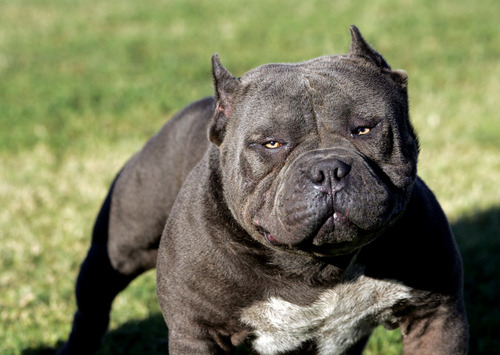psyofficial2:  this guy looks like a dragon that was cursed by a warlock to live in a dogs body for all of time 