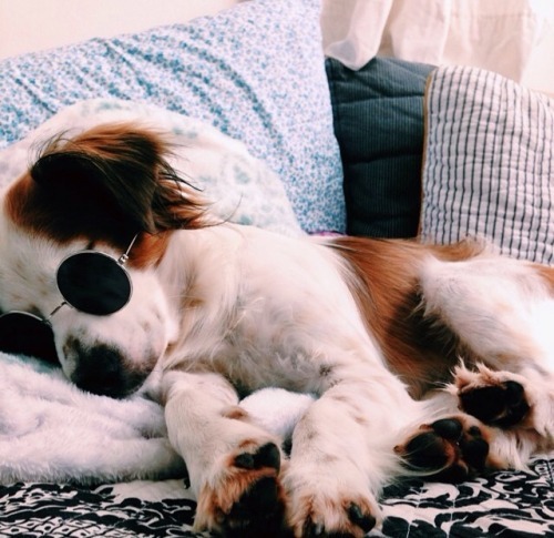 esyroclothes:  GET HERE THE NEW FASHION GLASSES FOR SMALL PETSONLY $5 USD WITH WORLDWIDE