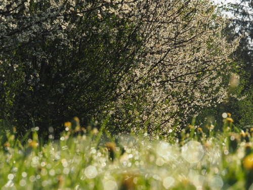 Spring Meadow in Bavaria, by H. Neumeyer.