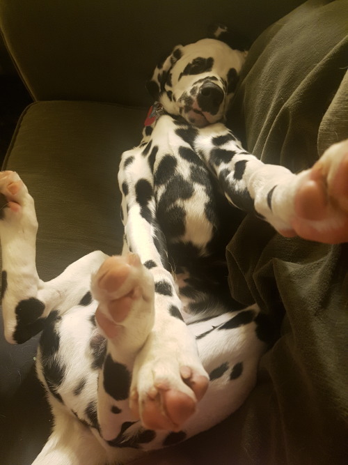 These are examples of how Trango puppy sleeps. I think he&rsquo;s perfect