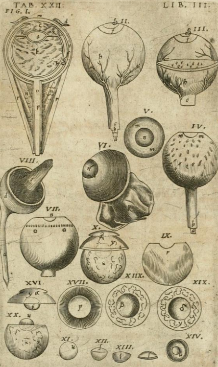 magictransistor:  Robert Fludd. Anatomiae Amphitheatrum Effigie Triplici. 1623.